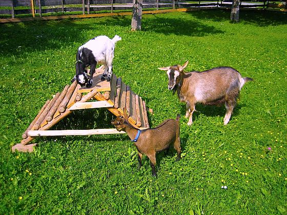 Ferienwohnungen Bauernhof Scholz - Bilder