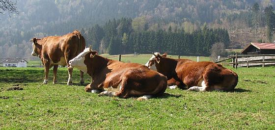 Ferienwohnung im Landhaus Liesel - Wellness