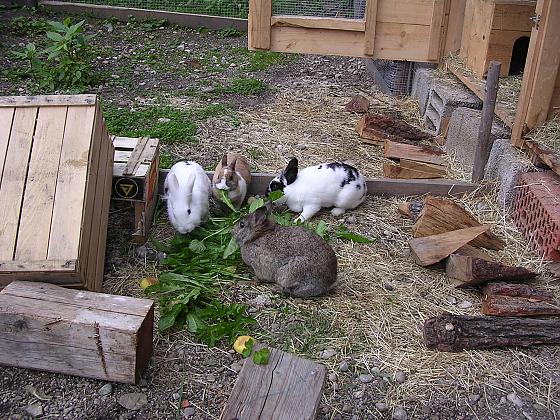 Ferienwohnungen Familie Strobl - Bilder