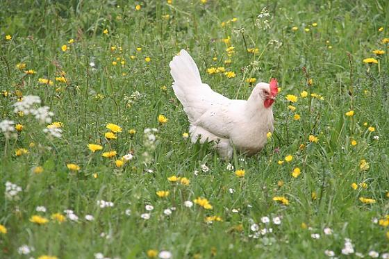 Ferienwohnungen zum Reutbauer - Bilder
